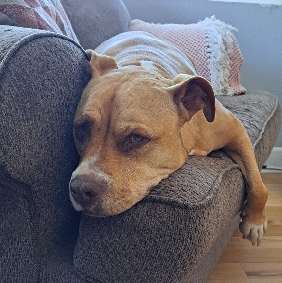 Obsessed Dog Mama 🩷 - Picture 7 of 7